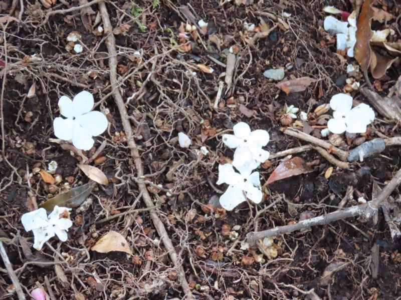 天城山。山道にこのような花弁が出てきました。歩きながら下を向いていても、花の存在を花弁が教えてくれますね。