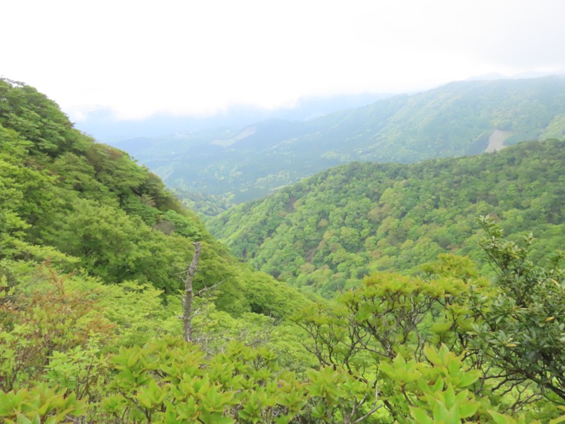 天城山。山道からそれた岩場で休憩。そこから海方向を見た時の景色です。新緑がモサモサと山肌を覆っています。