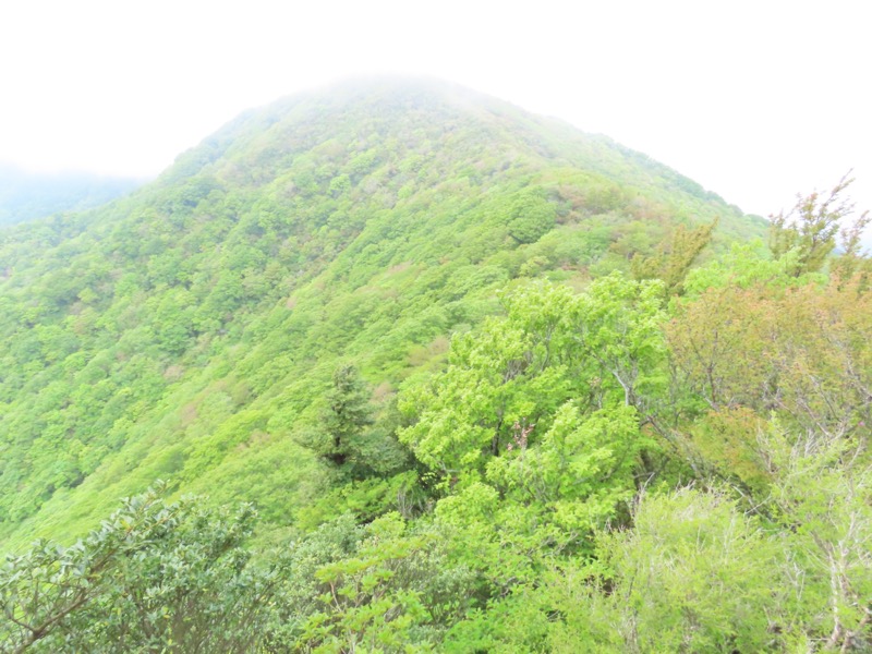 天城山。これから目指す万三郎岳。山頂は雲の中に入っている模様。