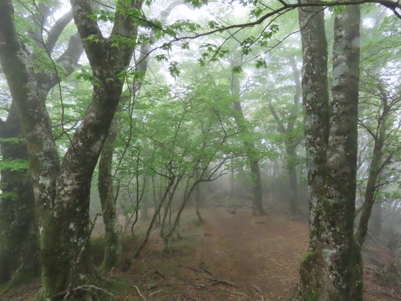 天城山。霧のブナの中を進行。ブナの木の曲がり具合が、巨人のように見えることも。