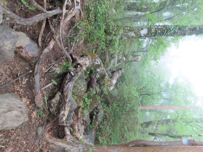 天城山。大木が、見事に山道を塞ぎながら倒れていた。特に片づけられることもなく放置されていたのだが、山道にマッチしてしまっていた。