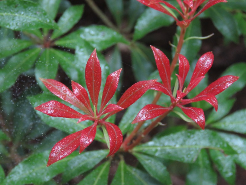 天城山。アセビ。この紅い新芽も、背後のつややかな緑の葉とのコントラストと、それから花の少ないこの時期の色彩として、かなり価値のある庭木とされている