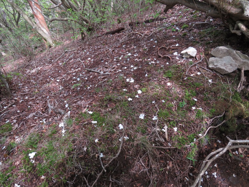 天城山。白いきれいな花びらが登山道周辺に散っていました。一時期は出会うたびにうれしくなったオオカメノキ