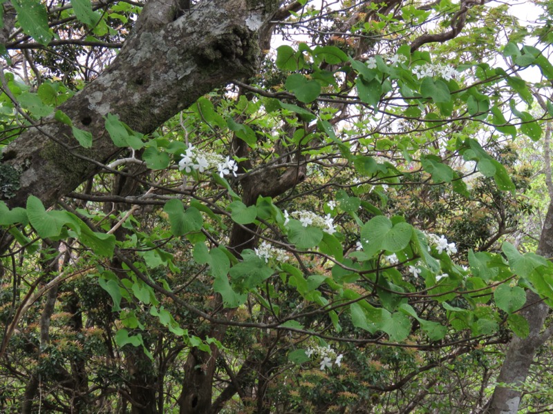 天城山。オオカメノキは道に張り出した枝がほぼ水平に伸びていて、おおらかな葉の上に白い花をつけていました。
