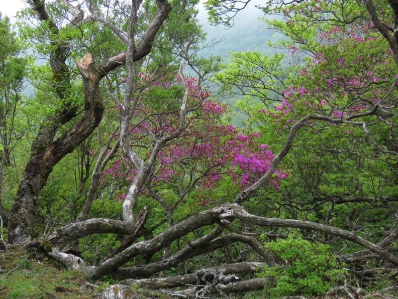 天城山。万二郎岳の山頂部にこのミツバツツジがありました。