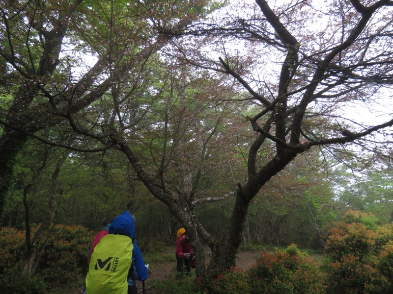 天城山。縦走路と、涸沢分岐へ下って四辻へと戻るシャクナゲコースが分かれます。その場所で、富士桜（マメザクラ）の木が1本、主役を張っていました。