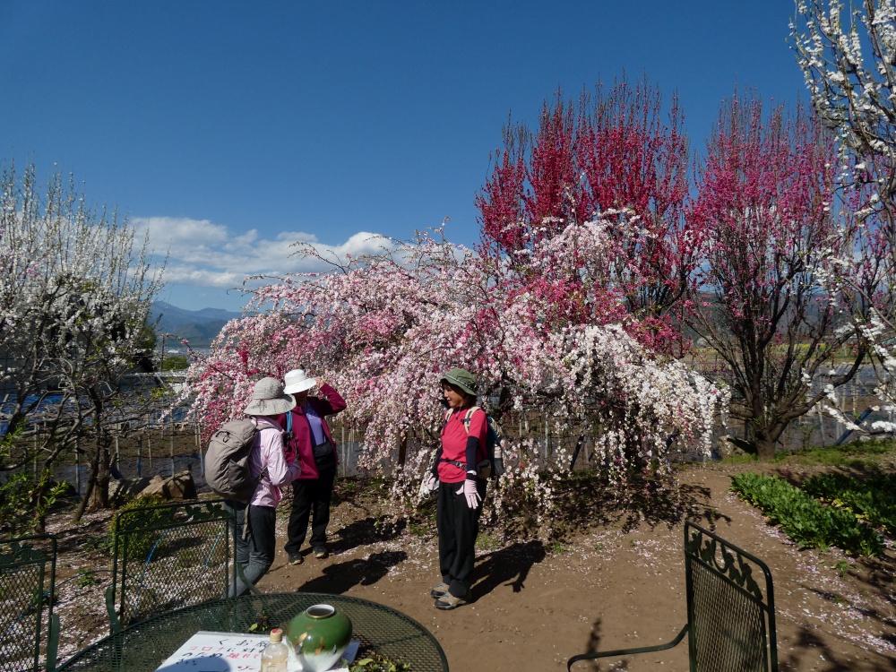 塩ノ山、桃の花の里
