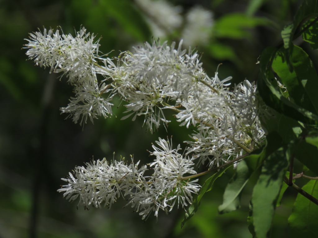 塩ノ山、アオダモの白い花