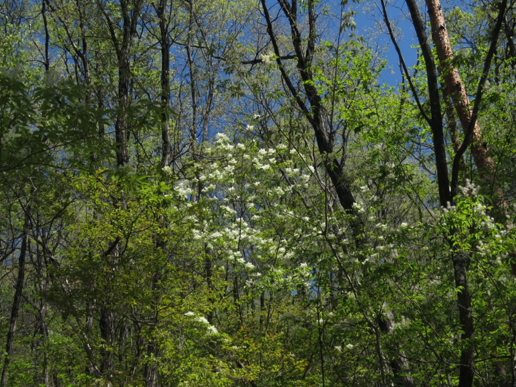 塩ノ山、アオダモの白い花