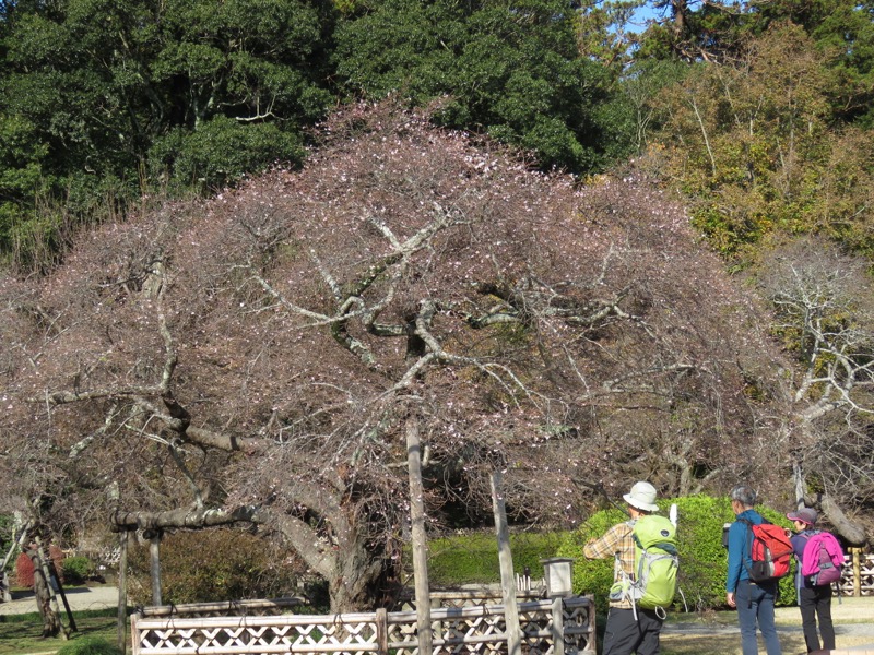 奥久慈・男体山から袋田の滝、水戸偕楽園、二季咲桜