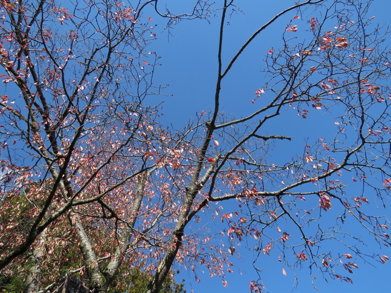 奥久慈・男体山から袋田の滝、水戸偕楽園、好文亭、二季咲桜