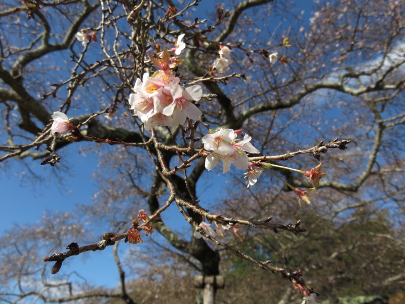 奥久慈・男体山から袋田の滝、水戸偕楽園、冬桜