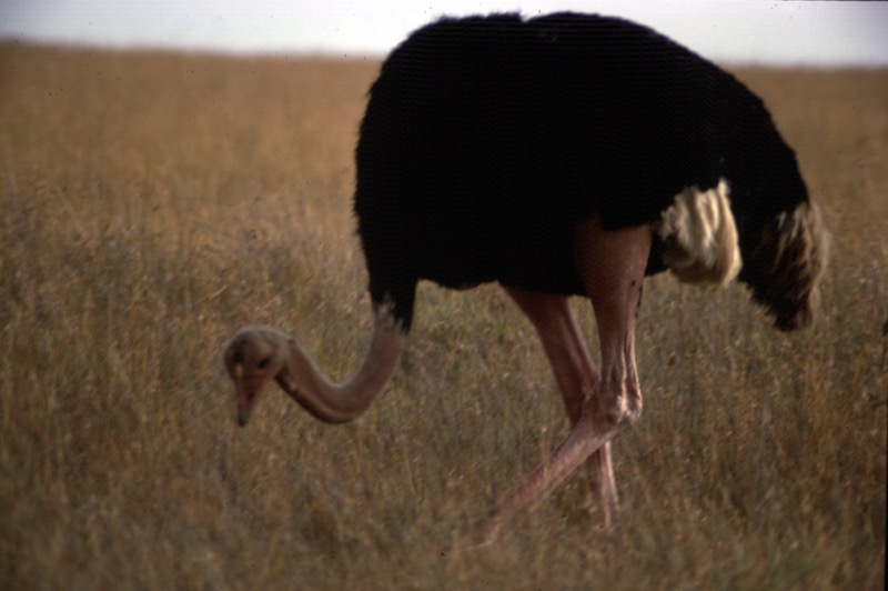 宮本常一 in kenya