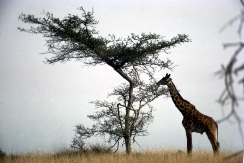 宮本常一 in kenya