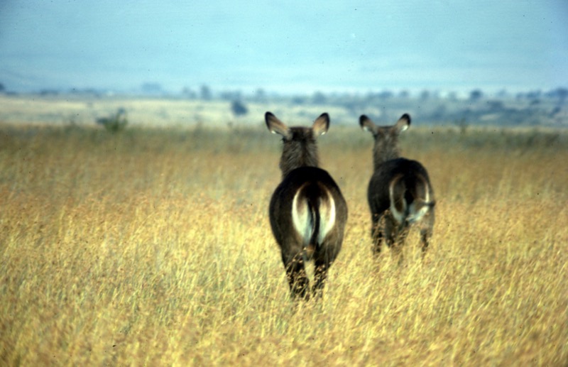 宮本常一 in kenya