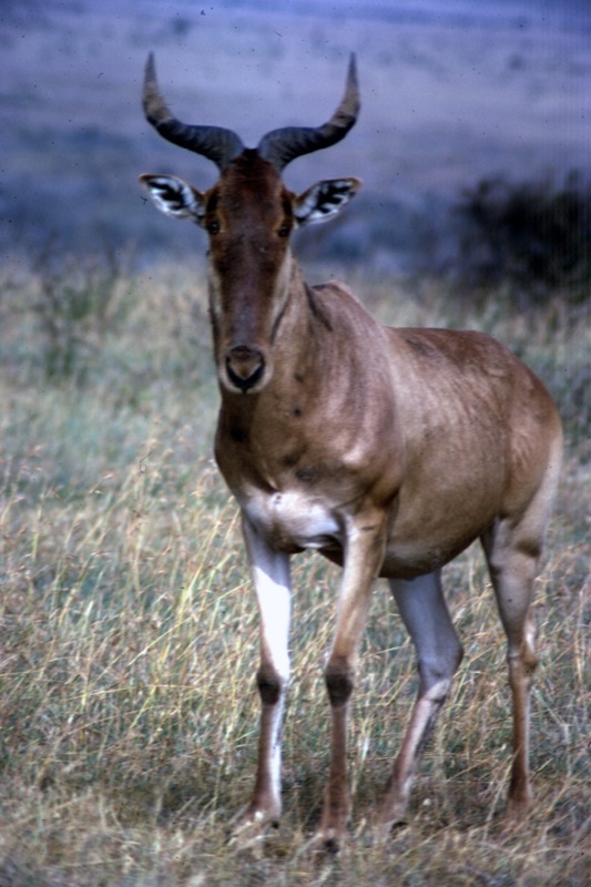 宮本常一 in kenya