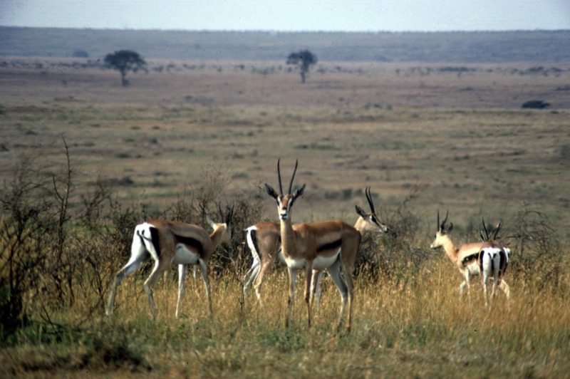 宮本常一 in kenya