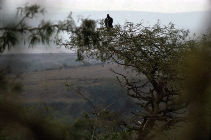 宮本常一 in kenya