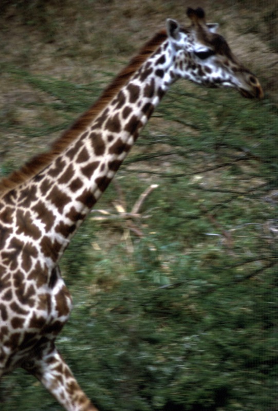 宮本常一 in kenya