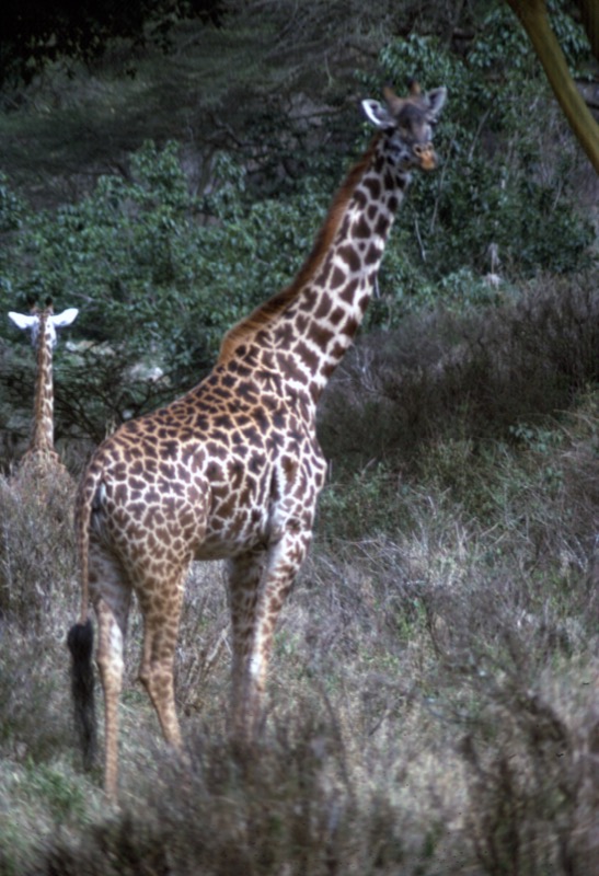 宮本常一 in kenya