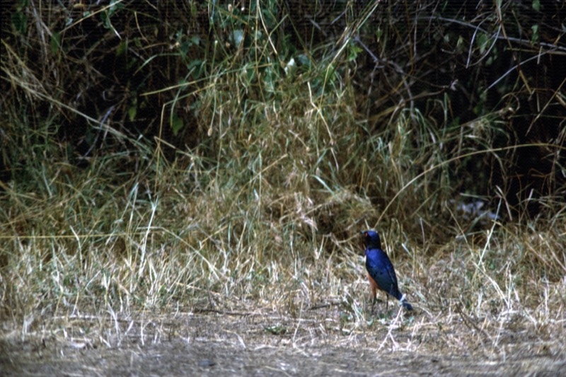 宮本常一 in kenya