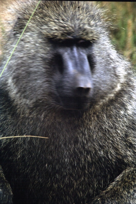 宮本常一 in kenya