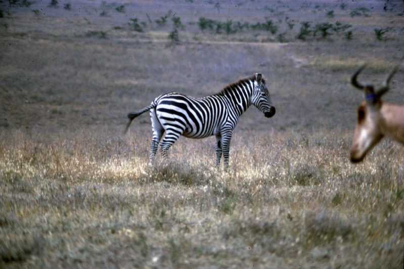 宮本常一 in kenya