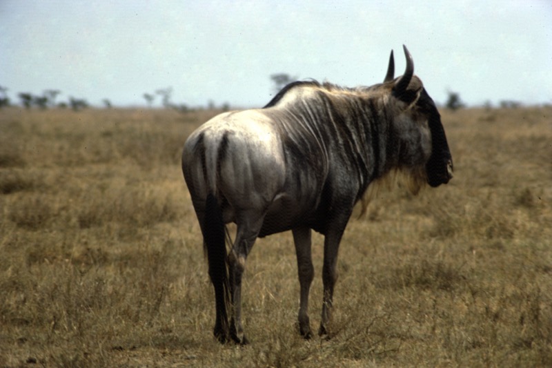 宮本常一 in kenya