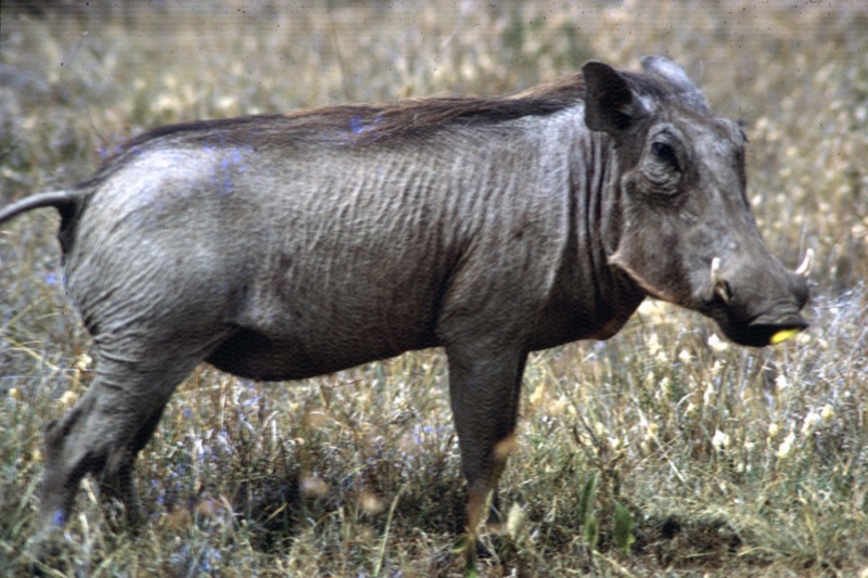 宮本常一 in kenya