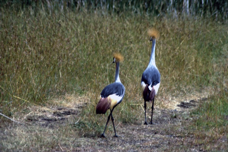 宮本常一 in kenya