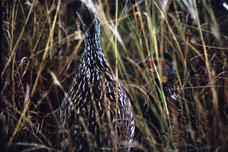 宮本常一 in kenya