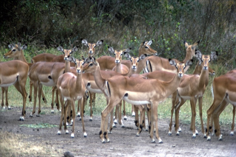 宮本常一 in kenya