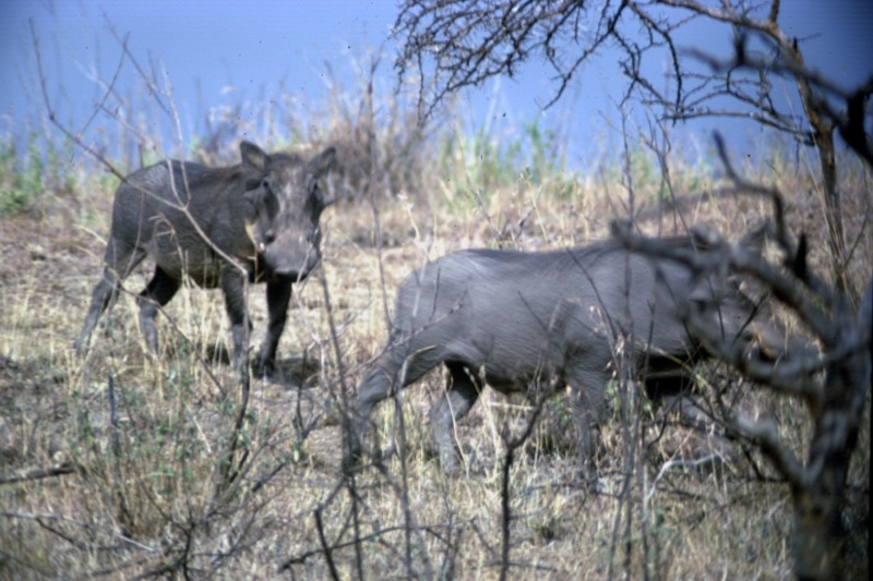 宮本常一 in kenya