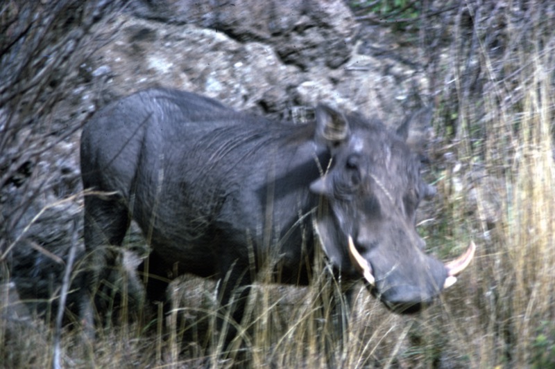 宮本常一 in kenya