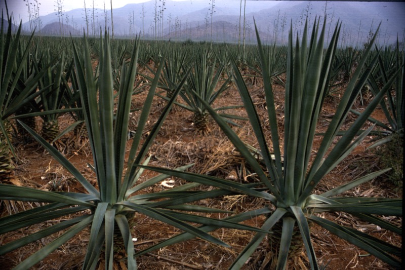 宮本常一 in tanzania