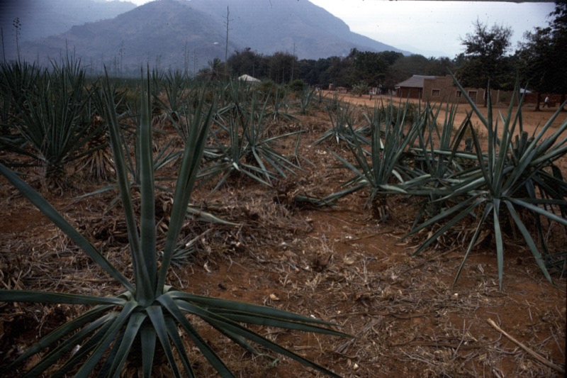 宮本常一 in tanzania