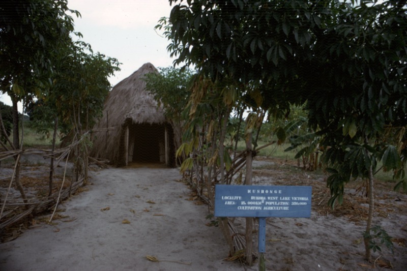 宮本常一 in tanzania