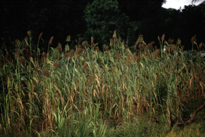 宮本常一 in tanzania