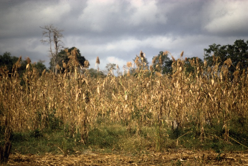 宮本常一 in tanzania