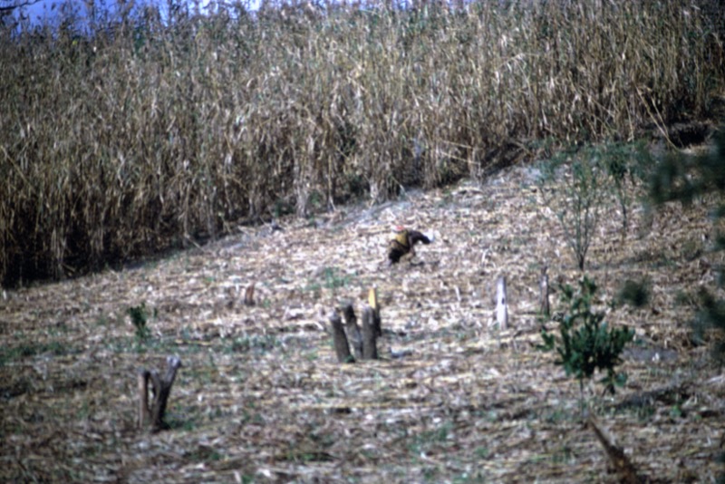 宮本常一 in tanzania