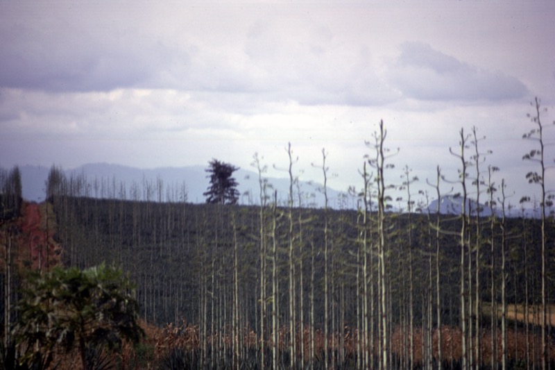 宮本常一 in tanzania