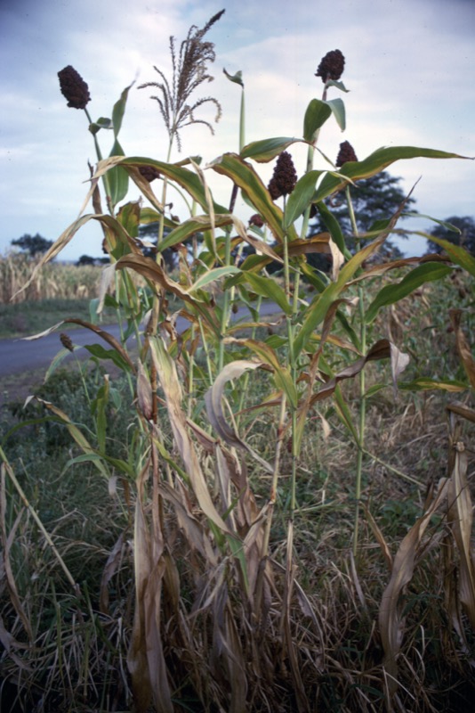 宮本常一 in tanzania