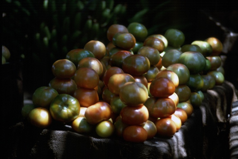 宮本常一 in tanzania