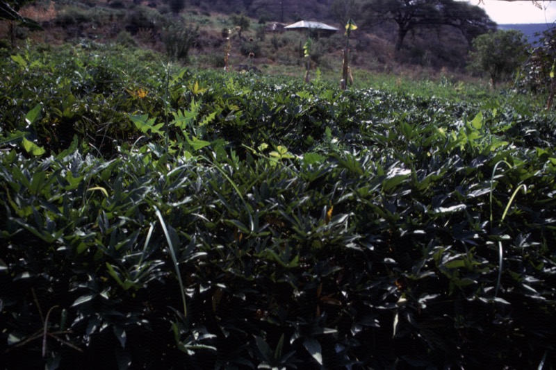宮本常一 in tanzania