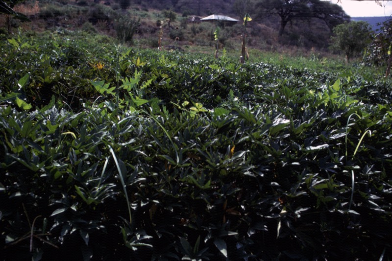 宮本常一 in tanzania