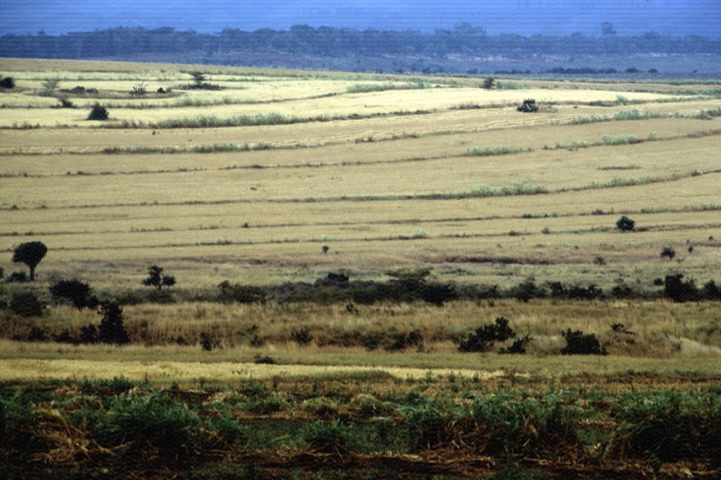 宮本常一 in tanzania