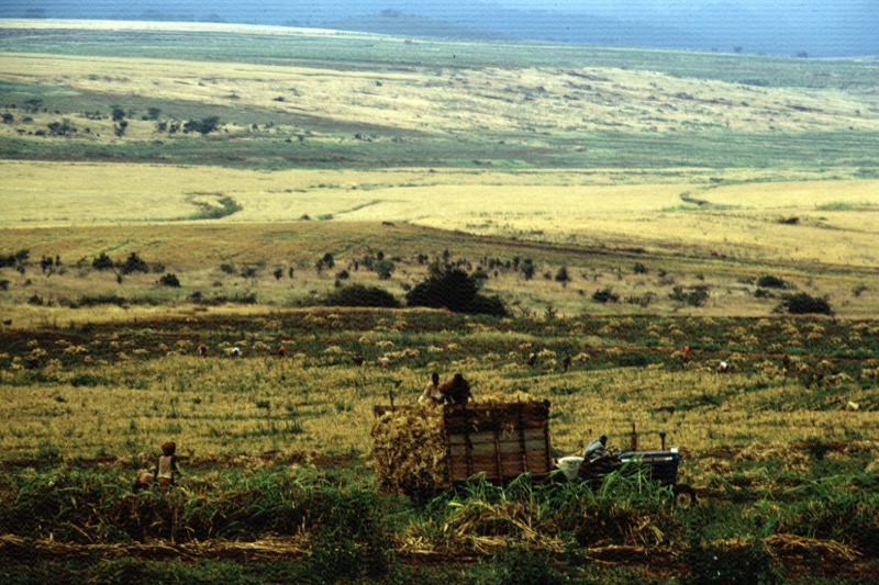 宮本常一 in tanzania