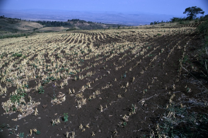 宮本常一 in tanzania