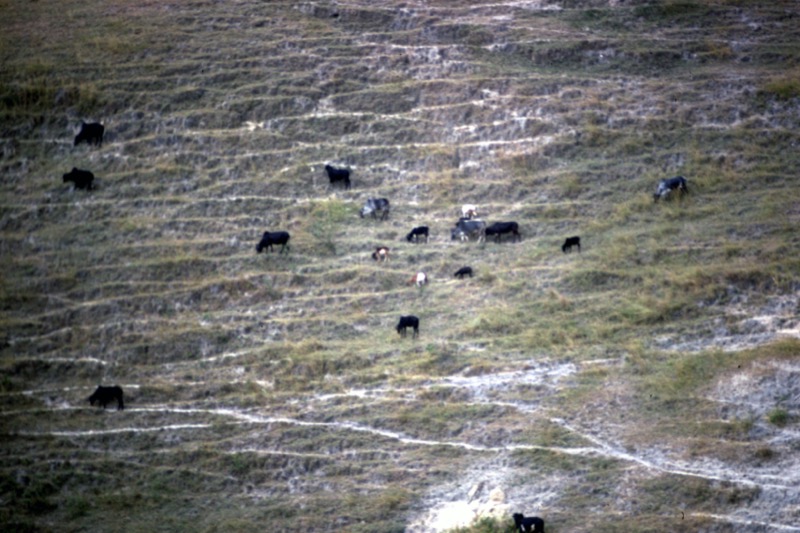 宮本常一 in tanzania