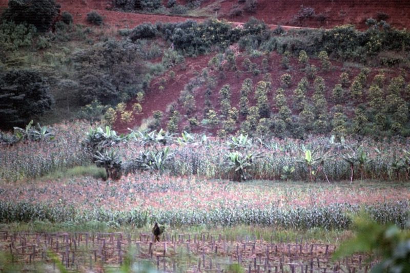 宮本常一 in kenya